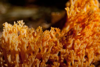 A coral mushroom found in Vermont