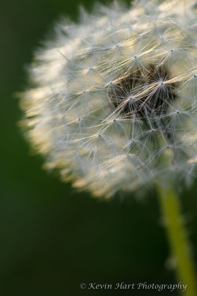A dandelion turns to seed in the setting sun.