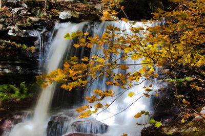 Waterfall and golden autumn foliage.