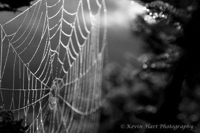 spider web in black and white