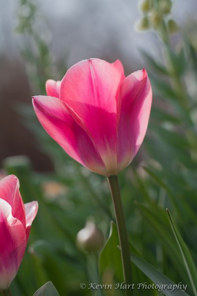 "Elegance": A tulip blooms in the spring sun.